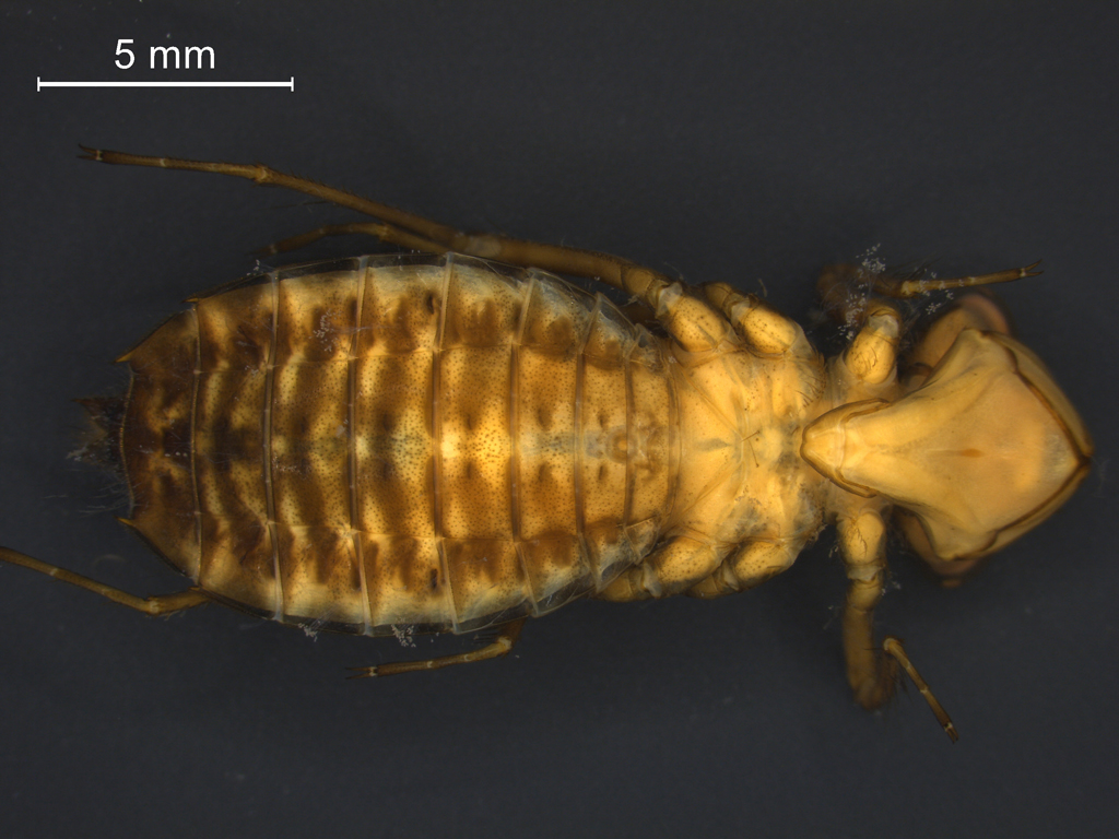 Leucorrhinia pectoralis